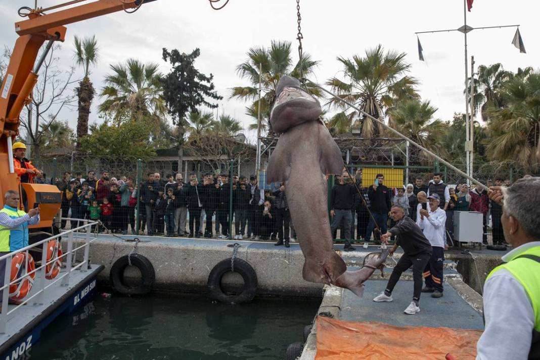 O ilimizde son 20 günde 2 köpekbalığı yakalandı! Deniz kıyısına gidenler dikkat etmeli 7